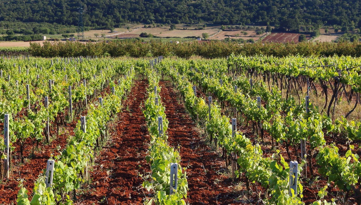Mont Sainte-Victoire Wine Tour - Foto 2