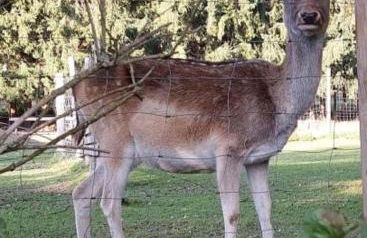 Ferienwohnung Goldfasan - Foto 30
