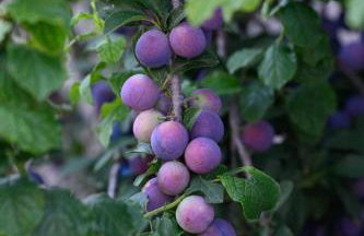 Villa Alina - Foto 18