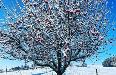 Ferienwohnung Schwarzalb - Foto 27