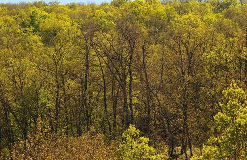 Livadaki Village - Δασικό Χωριό Λιβαδάκι - Foto 75