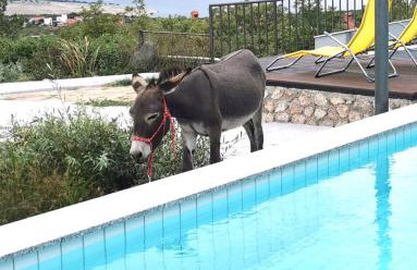 Villa Suzi - Family Farm Stay with Donkeys, Pool and Sea View near Rijeka - Photo 2