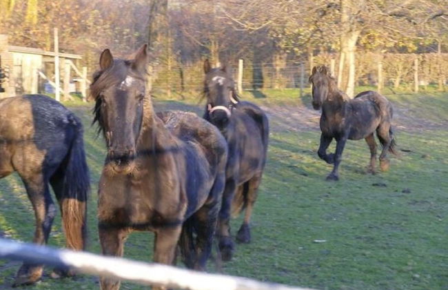 Rustic Apartment in Mesch near Town Center - Photo 65