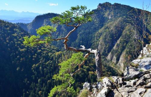 Willa Jagoda duży domek w górach 12-15 osób,jacuzzi, kominek,bilard - Foto 38