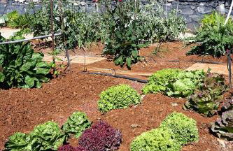 Finca el Vinche - Foto 22