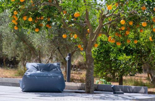 Orange Tree - Foto 37