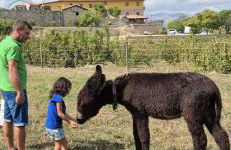 Quinta do Limite - Agroturismo - Foto 31