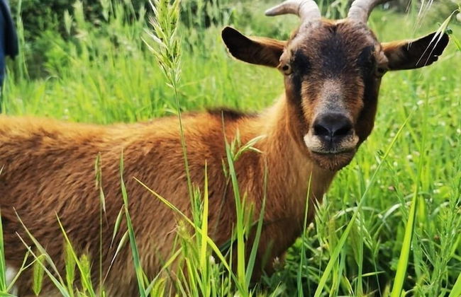 Terra Luso - Foto 52