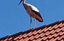 Ostoja Kamionki - Foto 13