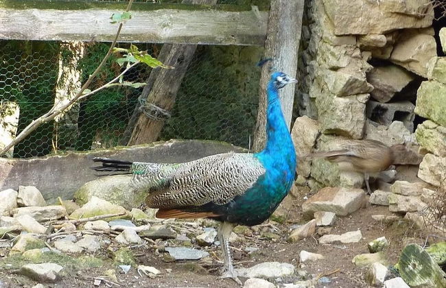 Cabane dans les Arbres - Tree House - Foto 27