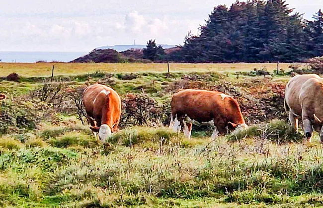 10 Person Holiday Home in Hjorring - Photo 28