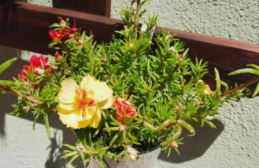 Appartamento Rosanna - Foto 48