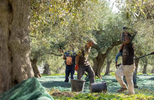 Agriturismo Baglio Vecchio - Foto 74