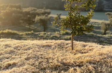 Quinta dos Cedros l Turismo Rural - Foto 19