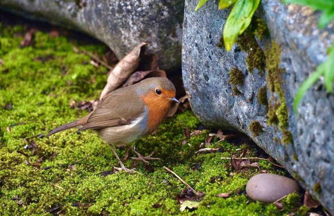 Studio/lickey Hills/near Attractions/garden/petok - Foto 18