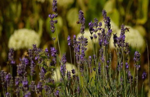 Eifel Garden Hideaway - Foto 51