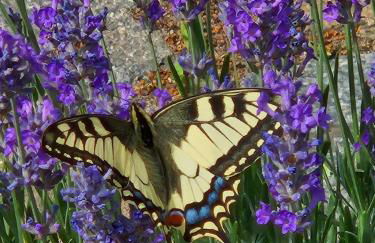 Ferienwohnung am Rosenbusch - Photo 1