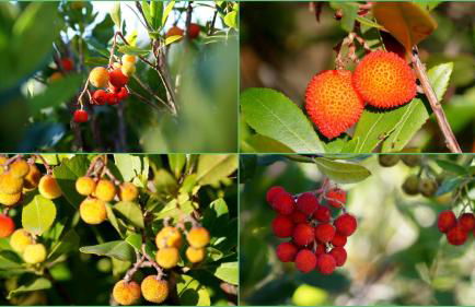 Lozari Beach - Foto 79