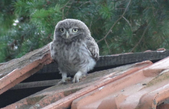 Cosy Holiday Home With Garden - Foto 20