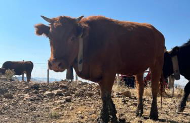 MonteSoprano Agriturismo - Resort - Spa - Gym -Camping - Suite - Foto 20