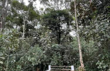 Bosque na Montanha Encantada - Foto 23