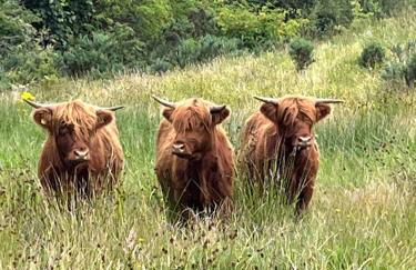 Ben Nevis Manor Lodge & Indoor Private Hot-Tub - Photo 8