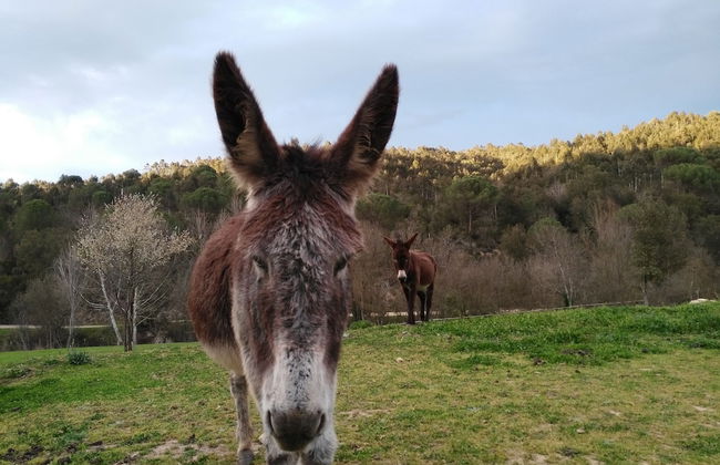 Mas Can Puig de Fuirosos - Foto 33