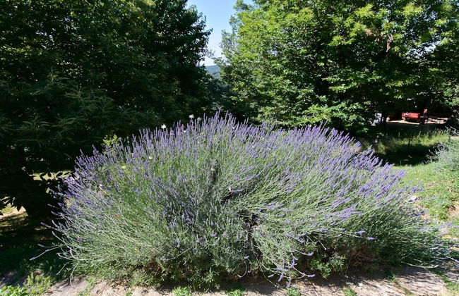 Belvilla by OYO Baita del Por Azzolo - Foto 28