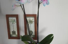 Sitio Aconchego Verde Guararema - Foto 74