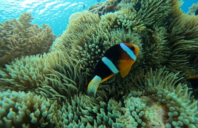 Snorkelling in Gili Meno - Foto 8
