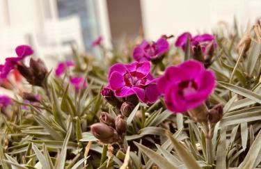 Alkisti's seaside apartments - Foto 18