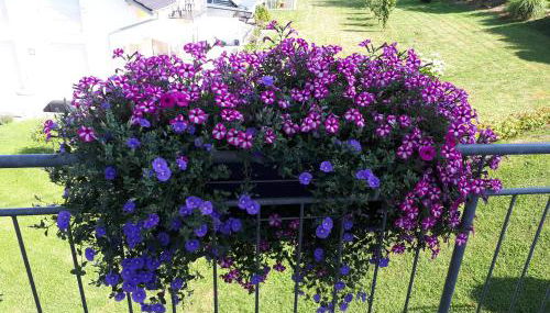 Ferienwohnungen Burgenmeister - Foto 3