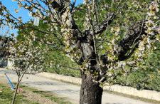 Domaines des confines - Photo 63