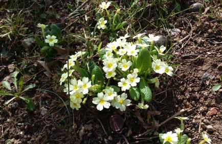 Casa Vacanze Le Primule - Foto 19