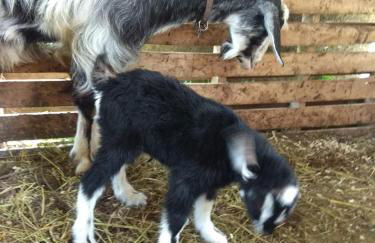 Green Farm-small paradise! - Foto 17