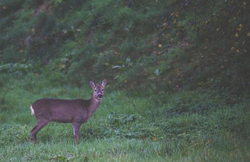 Little House in the Big Woods Brendon Hill - Photo 19