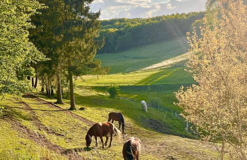 Nice Home In Prokowo With Sauna - Foto 17