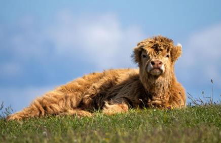 Orkney Retreats Island Farmhouses & Cottages - Photo 24