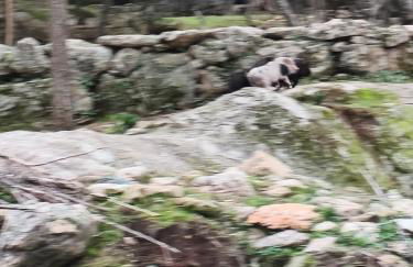 Tapada das Carvalhas - Foto 6