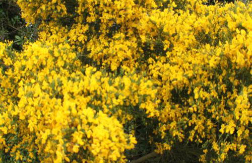 Lizzies Cottage - Foto 26