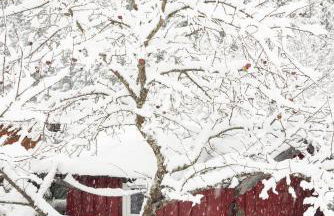 Gipfelkönig - Foto 44