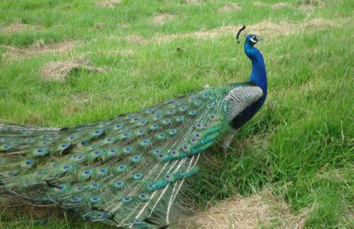 Maison de maître en baie de Somme - Foto 10