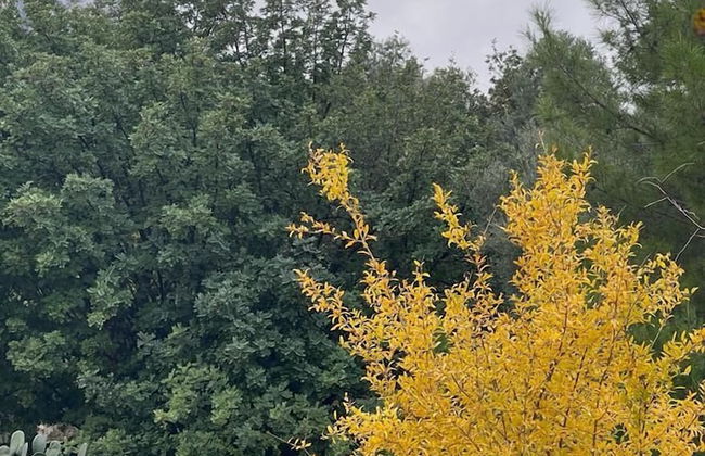 Antalya Bodrum Kayası Dağ Oteli - Foto 26