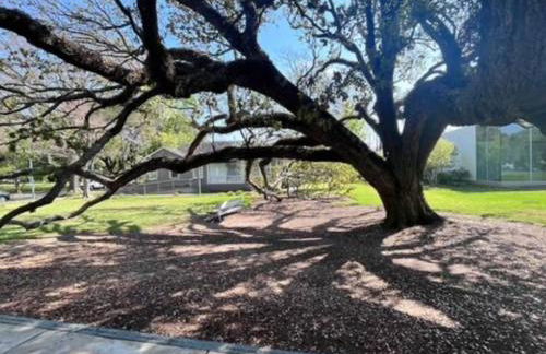 Pristine Full Sized Montrose Apartment Half Block to Menil Museum - Foto 56