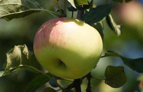 Ferienwohnung im Obstgarten - Foto 40