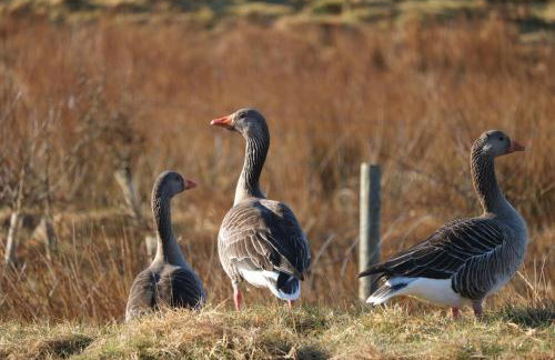 Grey Goose Cottage - Foto 23