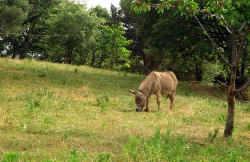 Aparthotel Quinta do Crestelo - Foto 62