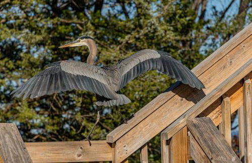 Lake Front King Suite: Full Kitchen-Lakefront Deck- Shared Hot Tub - Foto 16