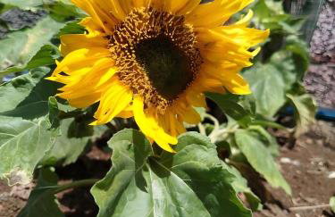 Paraiso Madeira - Suites - Foto 24