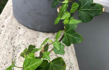 Italian luxury apartment - Foto 22